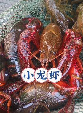 小龙虾苗幼苗淡水小龙虾苗幼苗种苗小龙虾大苗幼苗小龙虾种苗