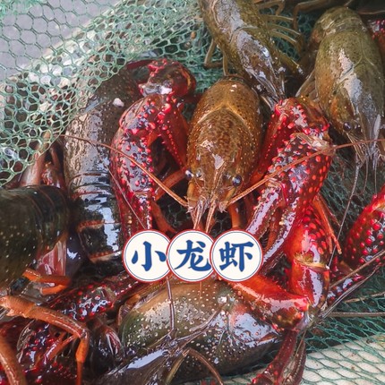 小龙虾苗幼苗淡水小龙虾苗幼苗种苗小龙虾大苗幼苗小龙虾种苗