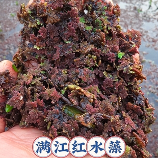 满江红珊瑚萍红浮萍鱼虾龟缸微造景观水生植物净化水质淡水水草