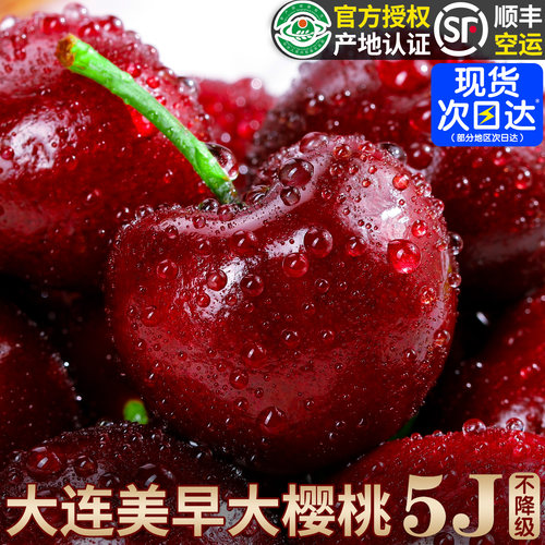 大连美早大樱桃新鲜水果顺丰空运包邮装当季整箱5J孕妇国产车厘子