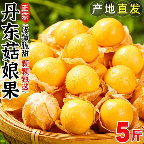 【天猫优选】正宗丹东菇娘果脆甜