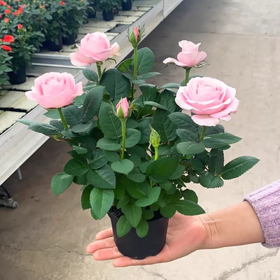 玫瑰花苗果汁阳台带花苞月季花室内外阳台盆栽浓香型四季开花