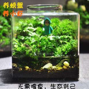 生态瓶观赏鱼缸辣椒蟹苔藓植物微景观桌面鱼虾蟹水陆缸微型景观