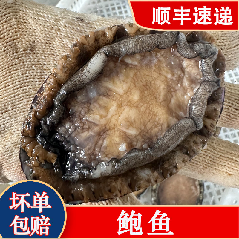 新鲜海捕鲍鱼冷冻海鲜水产鲜活超大鲍鱼小鲍鱼即食特大500g装包邮