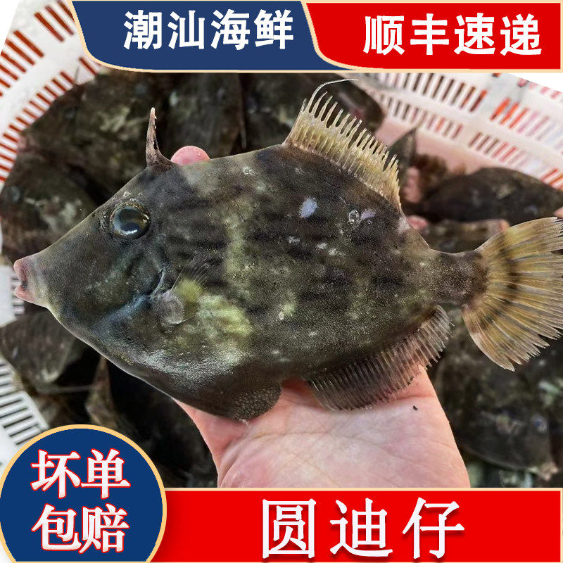 圆迪仔鱼剥皮鱼小扒皮鱼新鲜海鱼冷冻海鲜水产耗儿鱼马面鱼剥皮牛