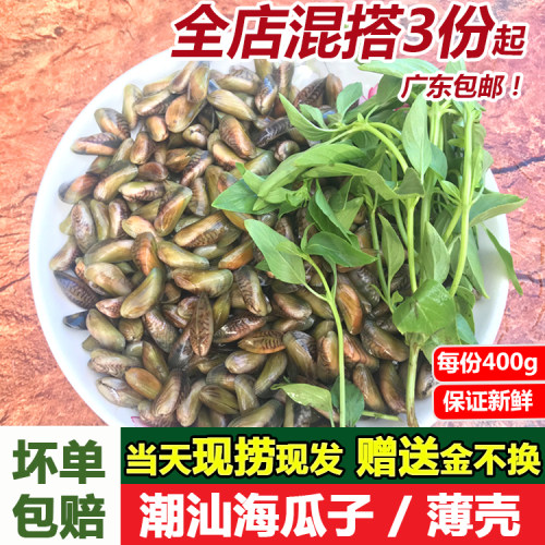 海瓜子鲜活海捕海鲜水产大薄壳米当天现摘贝壳类400g新鲜潮汕薄壳