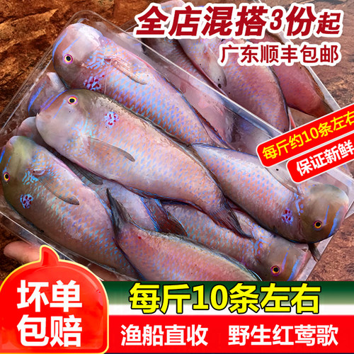 红莺歌鱼深海鱼冷冻海鲜水产鹦鹉鱼妹仔南鹦歌鱼马头鱼新鲜马面鱼