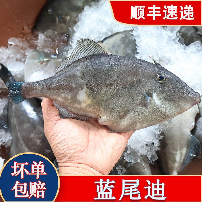 冷冻海鲜水产大号马面鱼 冰鲜大耗儿鱼火锅食材剥皮鱼橡皮鱼500g