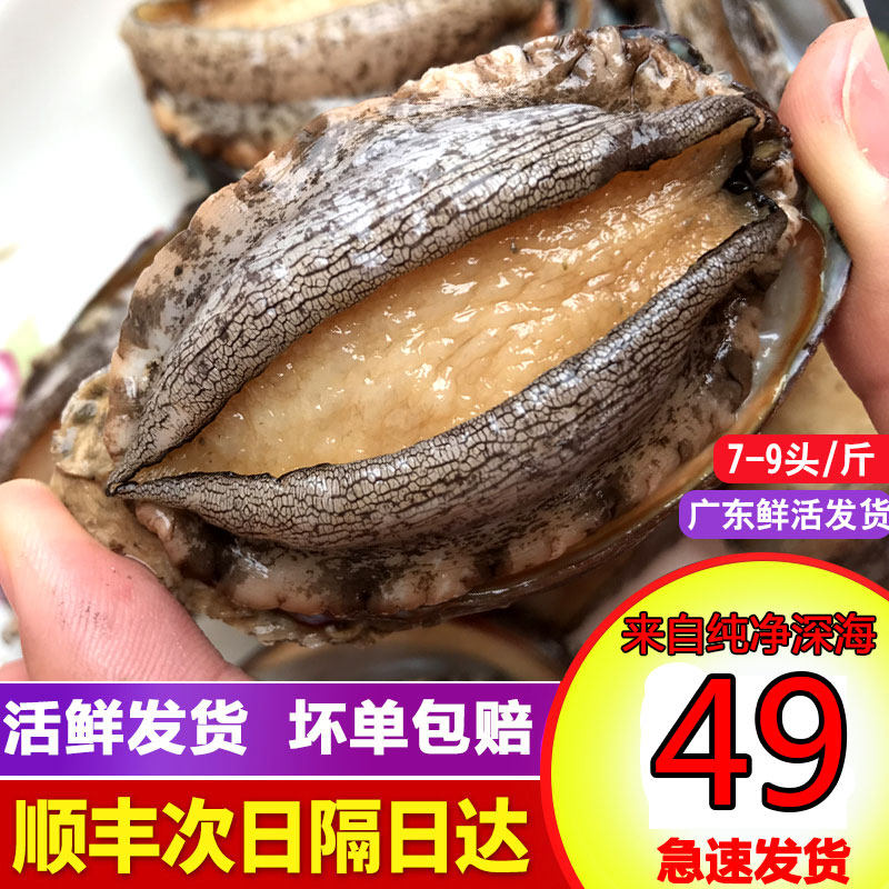 新鲜海捕鲍鱼冷冻海鲜水产鲜活超大鲍鱼小鲍鱼即食特大500g装包邮