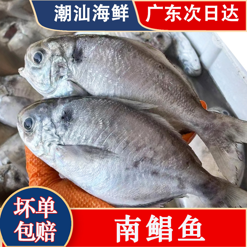 南昌鱼海鱼深海捕捞新鲜冷冻潮汕海鲜水产乌在肉鲫鱼海仓鱼肉鲳鱼