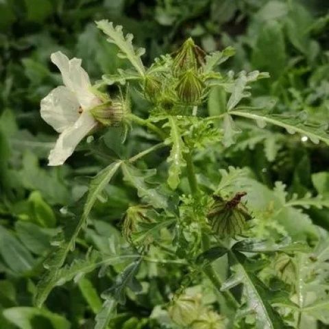 野西瓜苗中药材山西瓜秧小秋葵木槿香铃草野芝麻打瓜花新鲜干货