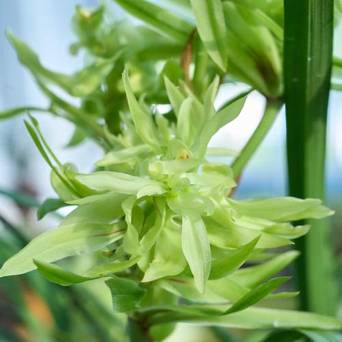 带花苞浓香兰花春兰奇花花开富贵