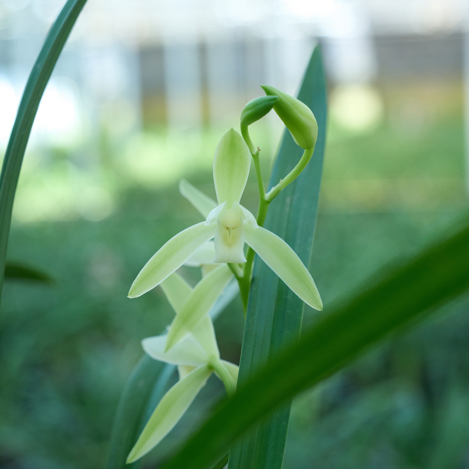 兰花四季建兰龙岩素大凤素心浓香型带花好养室内铁骨素兰花大花苞
