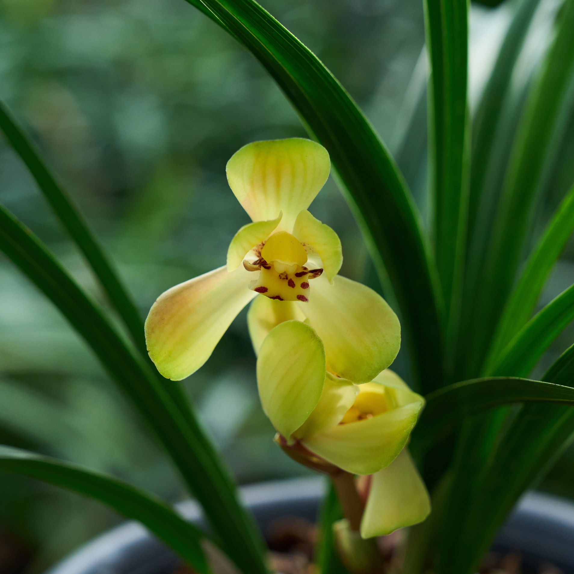【带花苞】兰花黄花 【春剑黄荷