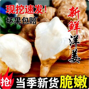 洋姜新鲜现挖的洋姜泡菜用腌制酱菜咸菜当季现货新鲜洋姜