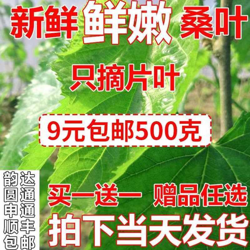 新鲜桑叶蚕桑蚕宝宝饲料叶大小蚕嫩桑叶桑叶新鲜现摘桑蚕小桑树苗