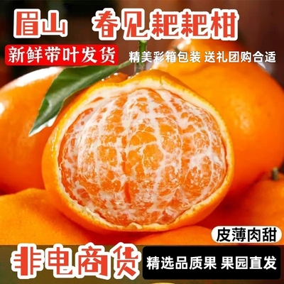 正宗四川眉山春见耙耙柑现摘发新鲜大果柑橘产地直发整箱当季桔子