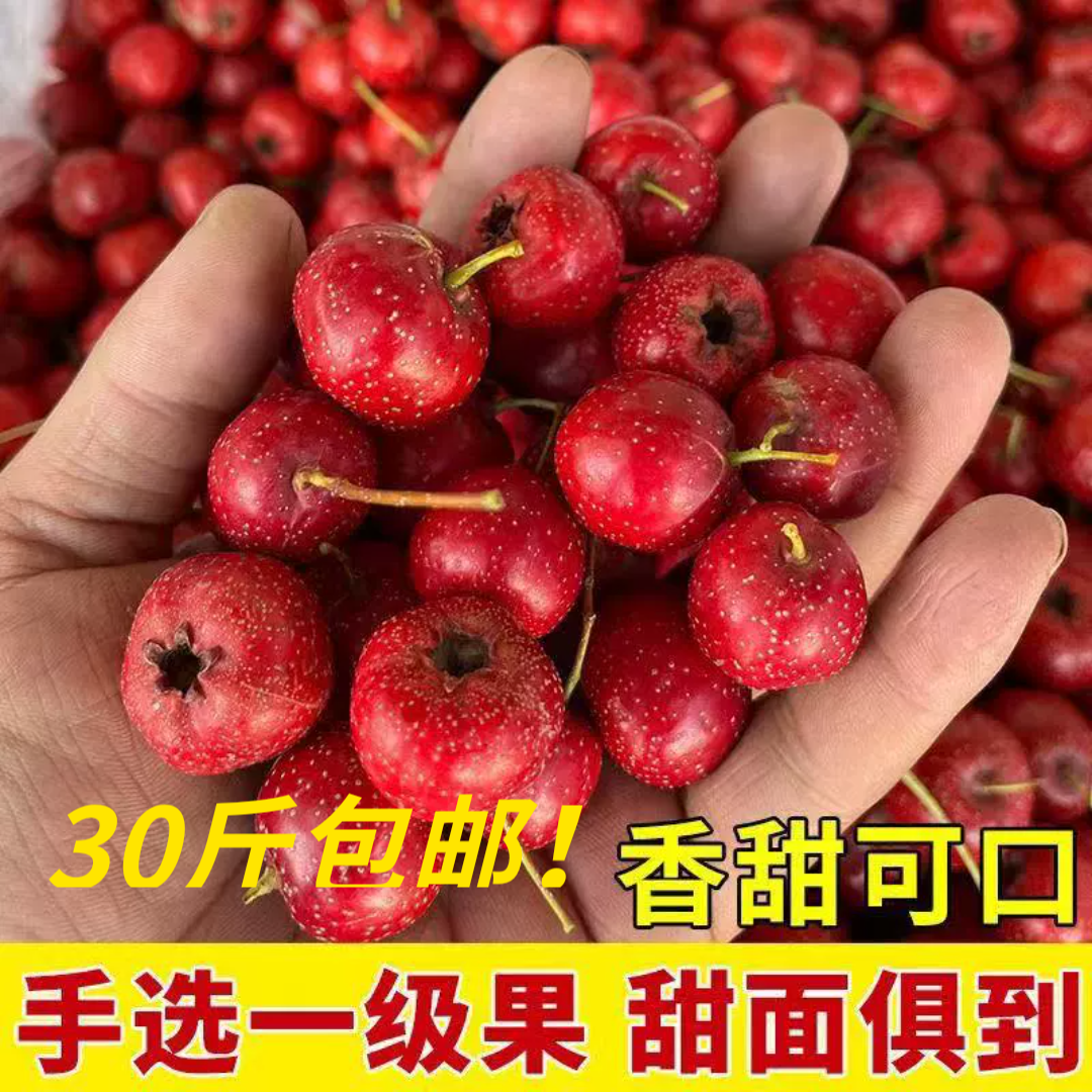 甜红子新鲜30斤装糖雪球鲜山楂现摘山楂红果冰糖葫芦金星五棱棉球