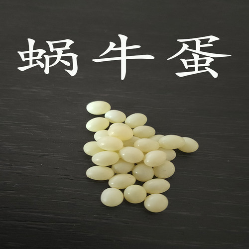 白玉蜗牛卵孵化观察学习实验养殖