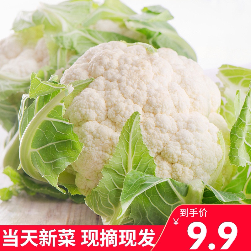 白菜花价格 白菜花图片 星期三