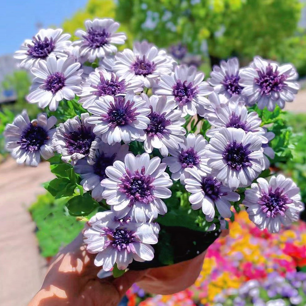 重瓣蓝目菊种子南非万寿菊盆栽花卉非洲菊阳台庭院花期长喜阳好养