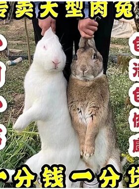 兔子活物肉兔公母一对巨型小白兔活体宠物家兔幼崽肉兔子苗月月兔