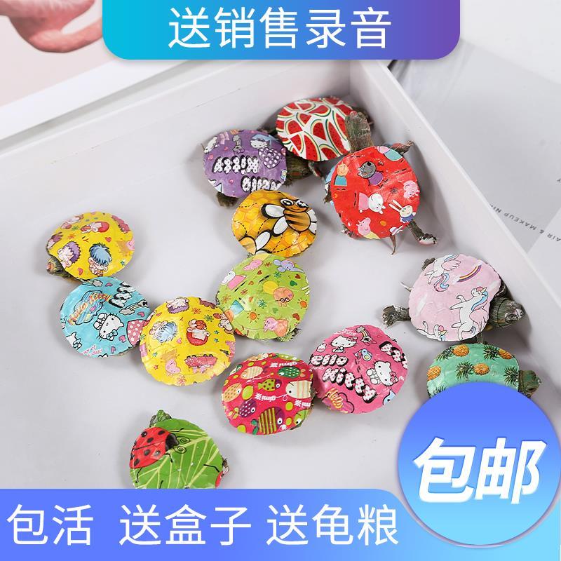 七彩小乌龟网红卡通小乌龟炫彩小龟/鳖