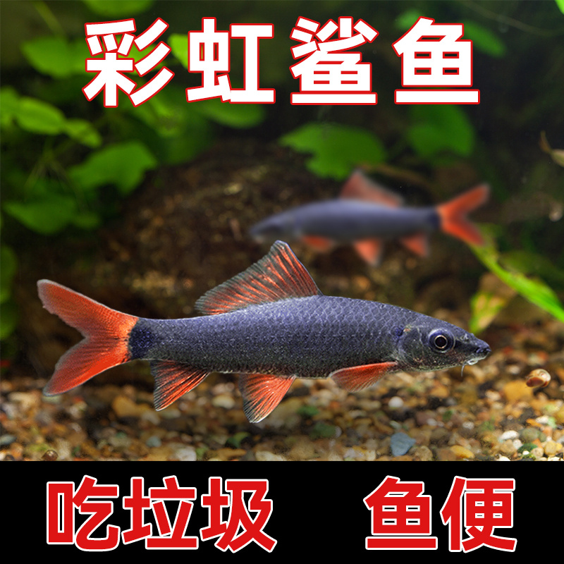活体彩虹鲨鱼清道夫金苔鼠淡水热带观赏鱼专吃屎垃圾粪便清理藻类