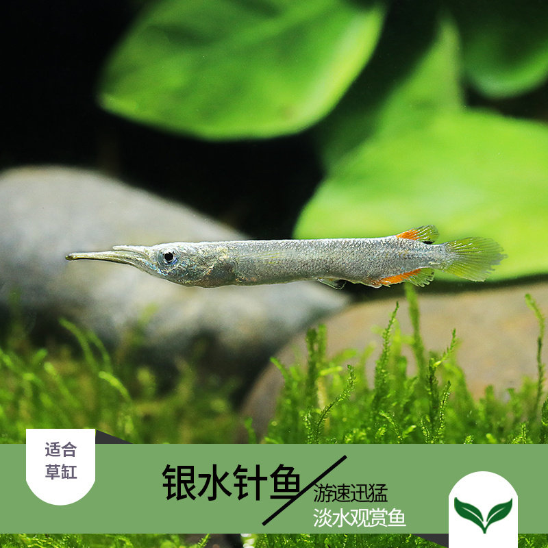 自然 银水针白金水针颌针观赏鱼淡水鱼上层鱼小型鱼原生混养草缸