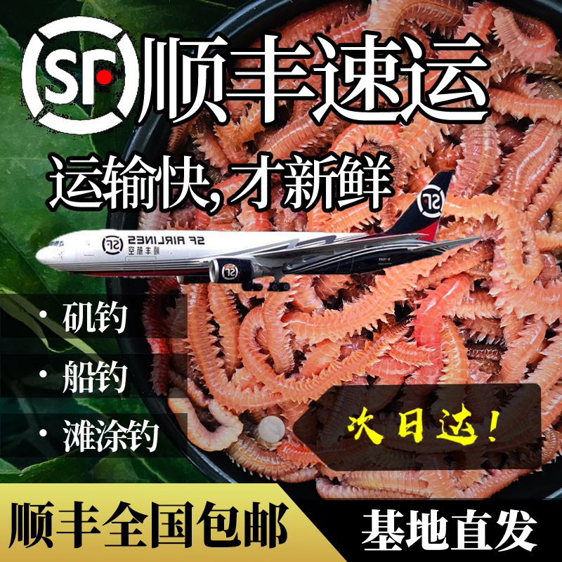 活沙蚕 红青虫鲈鱼饵 海蚂蝗海蜈蚣海钓鱼饵料海沙蚕活饵顺丰包邮