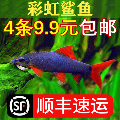 清道夫活体彩虹鲨鱼金苔鼠淡水吃粪便垃圾除藻小型除藻热带观赏鱼