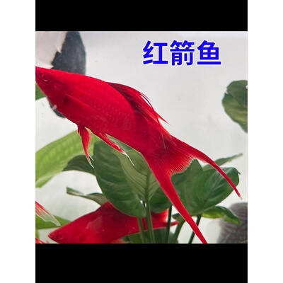 红箭鱼冷水观赏鱼小型热带双尾红剑鱼红米奇胎生活鱼苗好养耐活