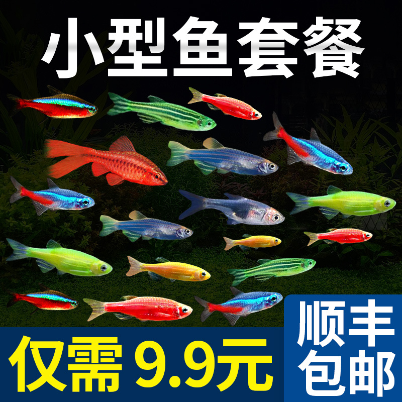 热带观赏活鱼好养红绿灯斑马淡水金鱼苗神仙孔雀小型宝莲灯科小鱼