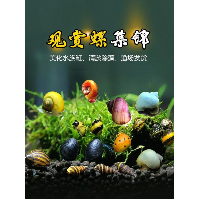 观赏螺苹果神秘黄金斑马洋葱活体螺黑金刚彩蛋螺清洁除藻工具螺