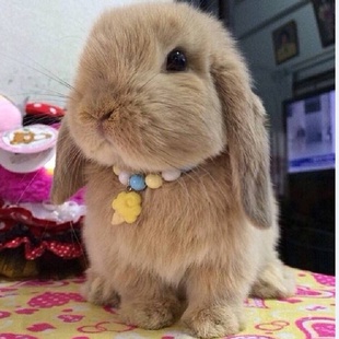 垂耳兔子活物 网红迷你儿童好养宠物兔道奇侏儒兔荷兰折耳兔活体