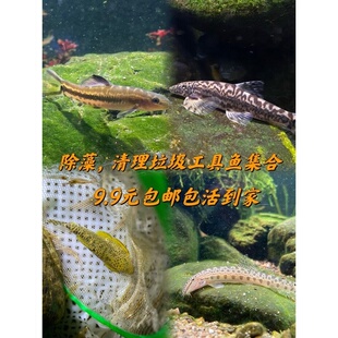 原生美丽小条鳅中华花楸冷水清道夫双盘吸鳅方氏吸除藻能手