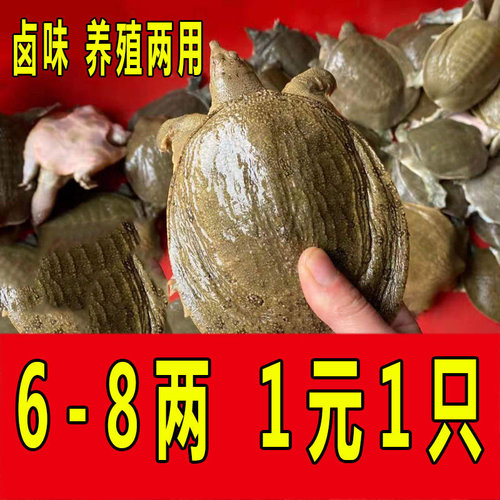 1-9两 外塘小甲鱼苗鲜活体中华鳖苗小水鱼团鱼王八放生散养套养