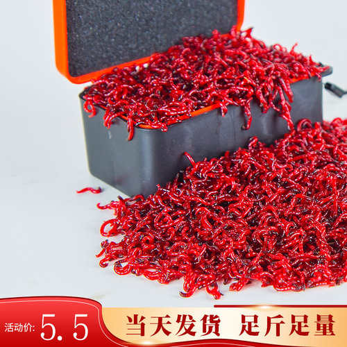 红虫活饵鲜活特大号鲫鱼饵上饵器黑头公虫拉饵小虫喂鱼野钓鱼饵料