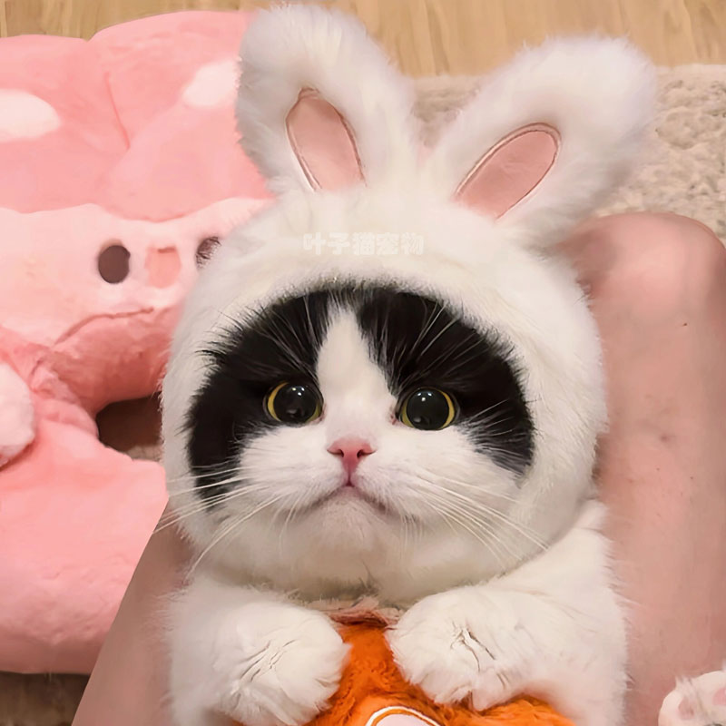 宠物猫咪兔耳帽狗狗网红同款兔兔帽可装扮兔耳朵帽子拍照变装饰品
