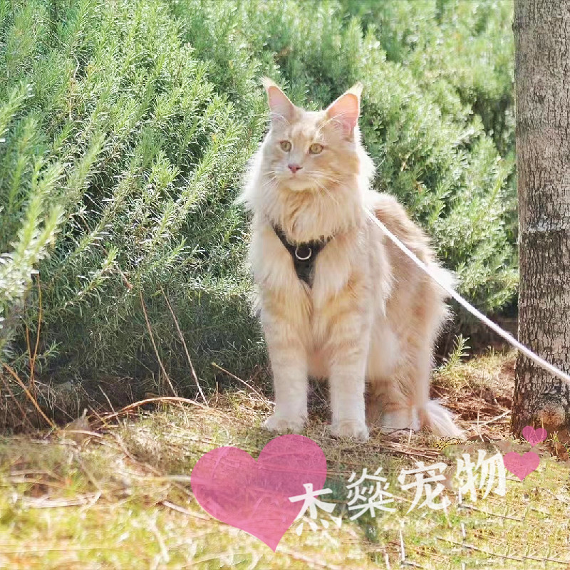 缅因猫长毛猫巨型西伯利亚森林猫