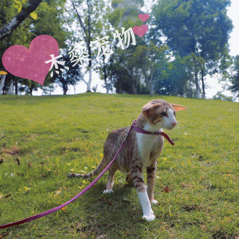 东方短毛猫低敏猫大耳朵猫飞机耳猫现代暹罗猫纯种带证书活体直发