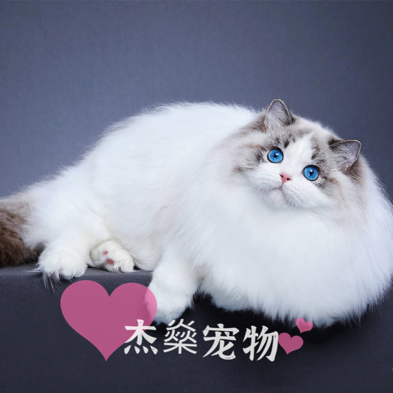 布偶猫长毛猫山猫纹山双蓝双仙女猫蓝眼五粉带证书血统猫北京猫舍