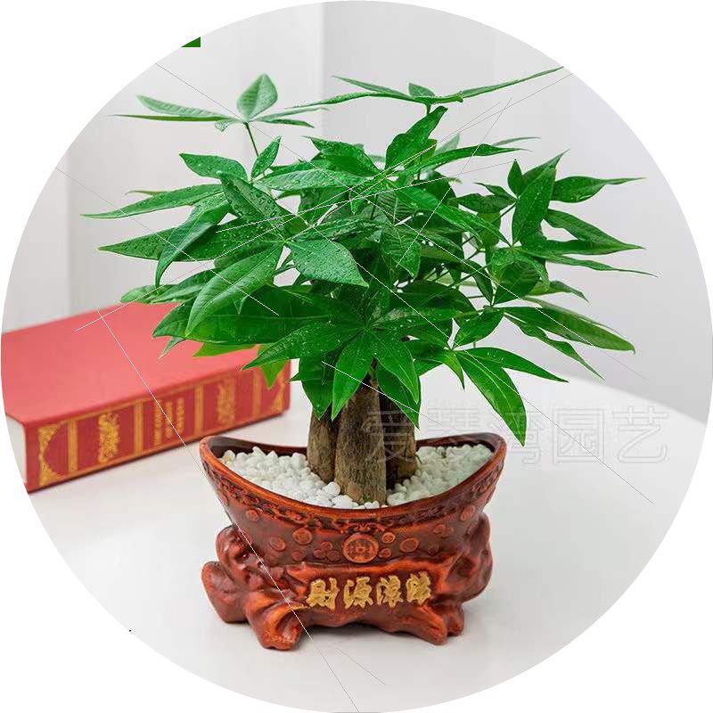 好养发财树盆栽客厅室内桌面绿植招财树发财树苗小盆景吸甲醛