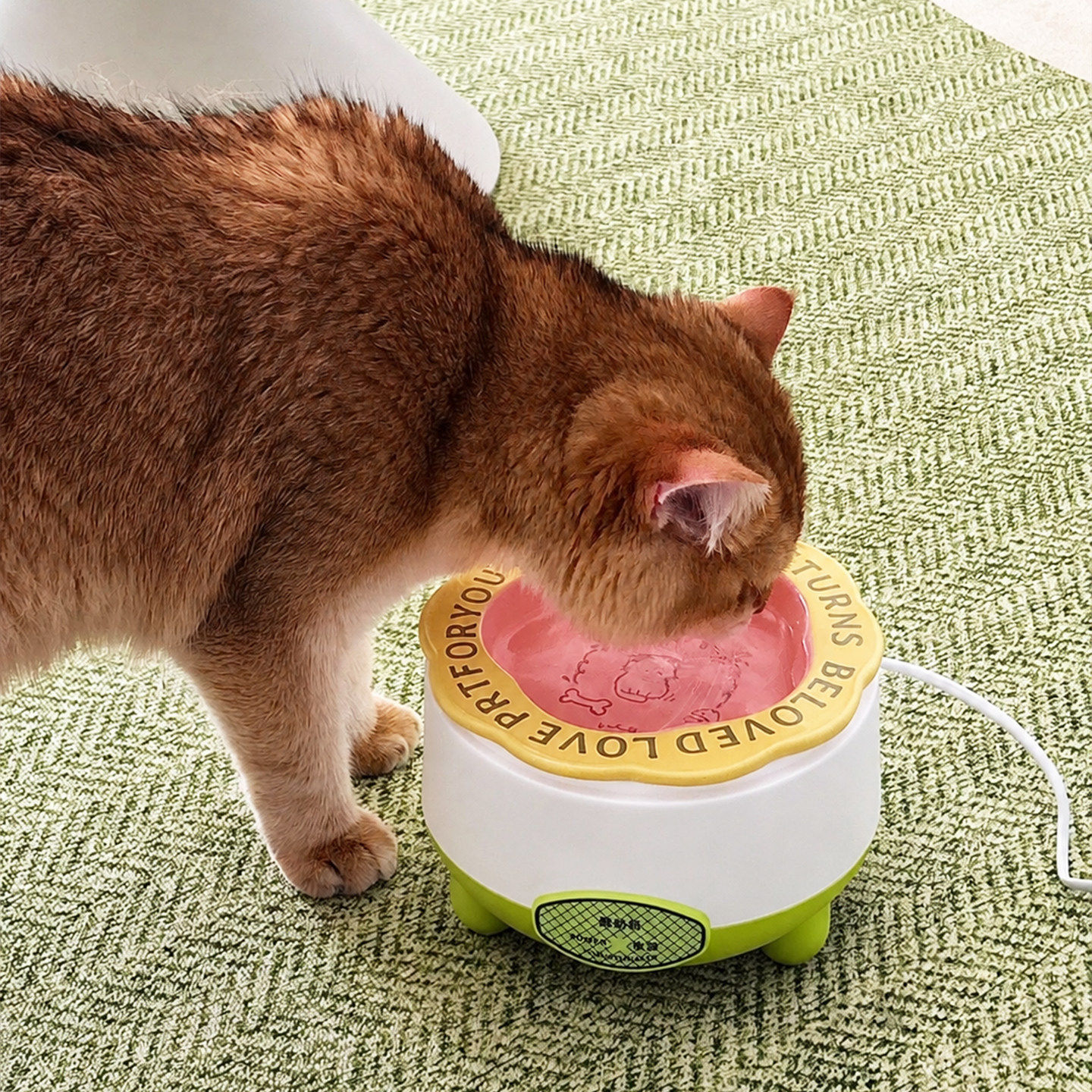 猫咪恒温饮水机水碗秋冬加热罐头宠物喝水酸奶机保温防冻饮水器