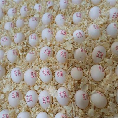 鹦鹉蛋受精可孵化鸟蛋大头人工鹉云斑虎皮蛋鸟种蛋灰宠物鸡尾玄风