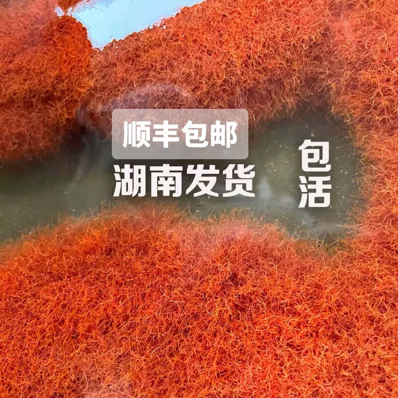 湖南红线虫活鱼食活体线虫水蚯蚓观赏鱼高蛋白发色饲料钓鱼鱼饵,宠物/宠物食品及用品,观赏鱼饲料,淘宝优惠券,粉丝福利购,淘宝优惠卷