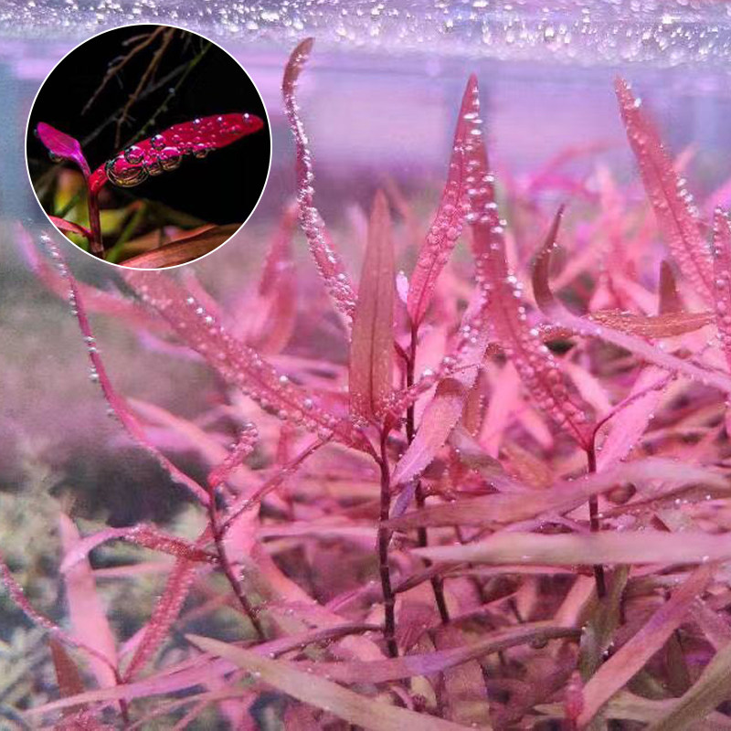 紫艳柳水草ada红水蓼水草造景红色水草活体水中叶紫燕柳中后景