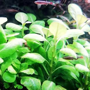 罗贝利罗贝里水草罗贝力阴水草新手懒人淡水活体绿色鱼缸造景无菌