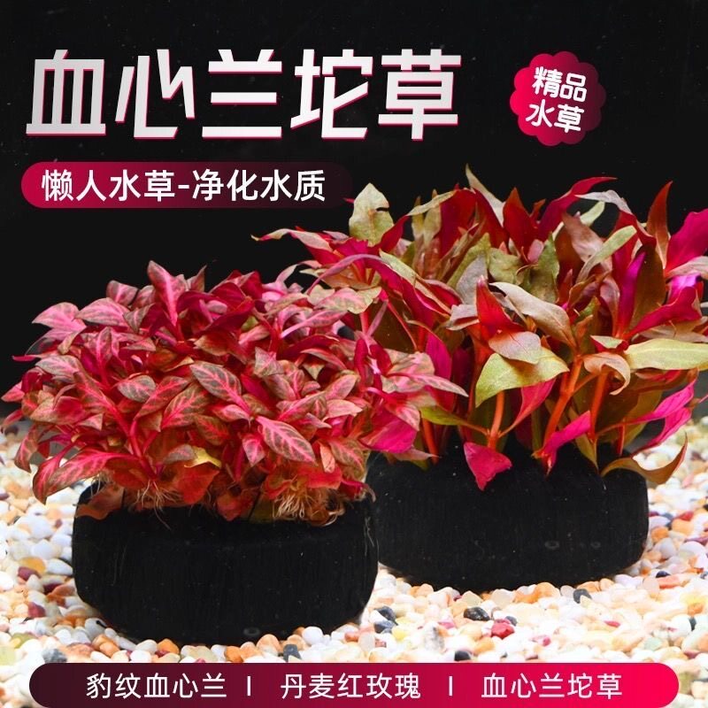 鱼缸水草带根大坨草红玫瑰血心兰淡水新手懒人造景沉底不用co2