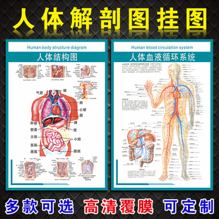 人体结构图血液循环系统示意图海报挂图器官解剖图面部肌肉乳房淋巴眼耳口咽喉结构图静脉腹腔墙贴